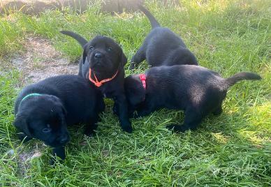 Cuccioli di Labrador color nero