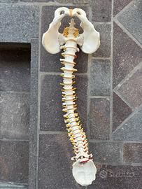 Colonna vertebrale 3b scientific