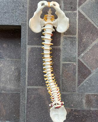 Colonna vertebrale 3b scientific