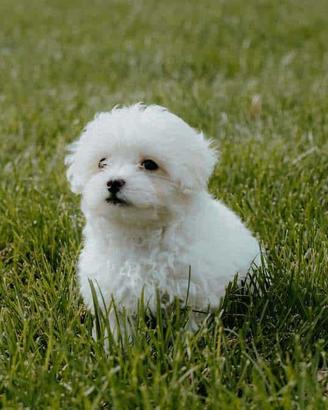 Maltese toy