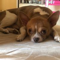 Chihuahua maschio per monta