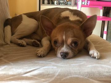 Chihuahua maschio per monta