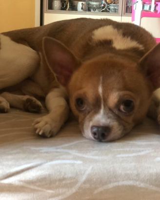 Chihuahua maschio per monta