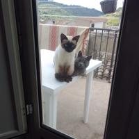 Gatto siamese e gatto certosino