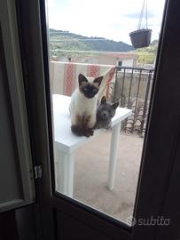 Gatto siamese e gatto certosino