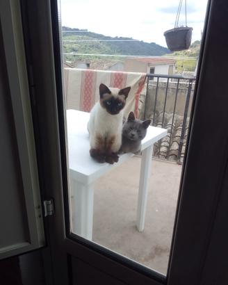 Gatto siamese e gatto certosino