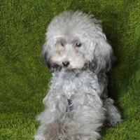 Barboncino toy con pedigree