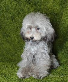 Barboncino toy con pedigree