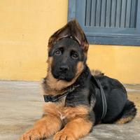 cucciolo pastore tedesco 