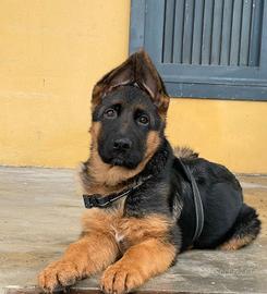 cucciolo pastore tedesco 