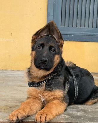 cucciolo pastore tedesco 
