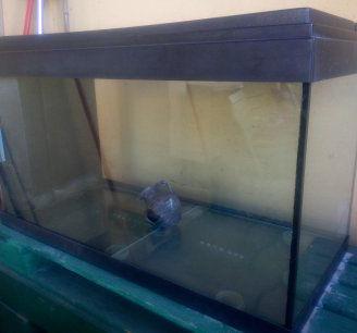 acquario