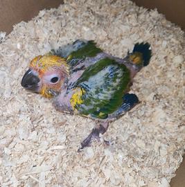 Pappagallo Conuro del sole da allevare a mano