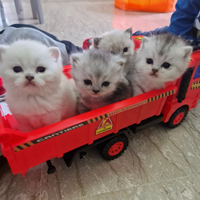British shorthair