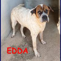 EDDA 10 anni buona e dolce è in gabbia