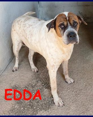 EDDA 10 anni buona e dolce è in gabbia