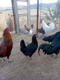 Galline ovaiole