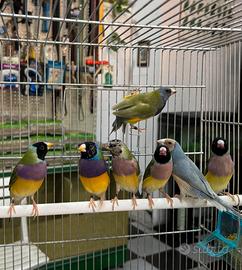 Diamanti del Gould