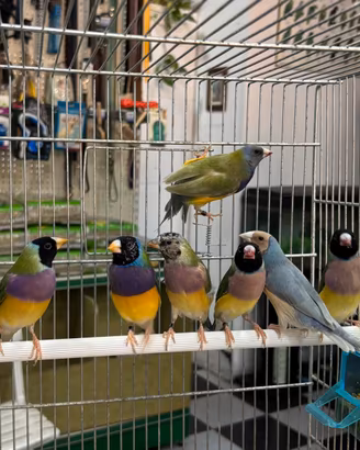Diamanti del Gould