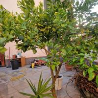 pianta di limone 