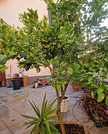 pianta di limone 