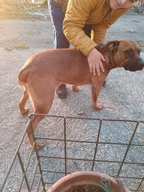 Disponibile maschio amstaff incrocio pitbull