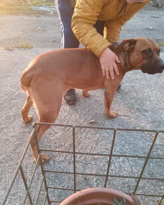 Disponibile maschio amstaff incrocio pitbull