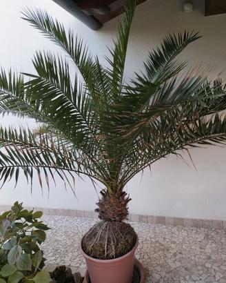 Palma ornamentale