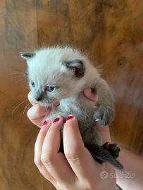 Cuccioli siamese