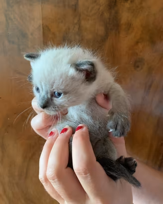 Cuccioli siamese