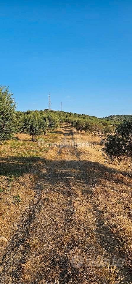 Terreno uliveto con possibilità edificatoria - Vista 4