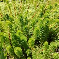 Myriophyllum brasiliensis "red stem" 