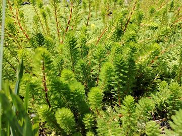 Myriophyllum brasiliensis "red stem" 