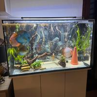Acquario 250l