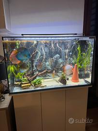 Acquario 250l