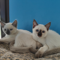 Cuccioli Thai (siamese tradizionale)