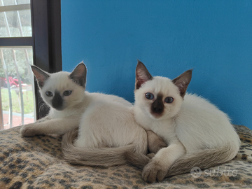 Cuccioli Thai (siamese tradizionale)