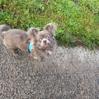 Chihuahua