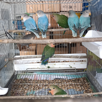 Cocorite e inseparabili