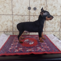 Pinscher Nano