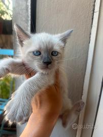 Gattino siamese blue point thai pronto a fine a