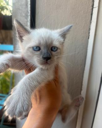 Gattino siamese blue point thai pronto a fine a