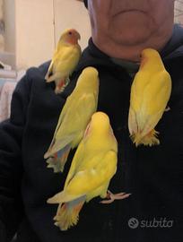 Inseparabili allevati a mano