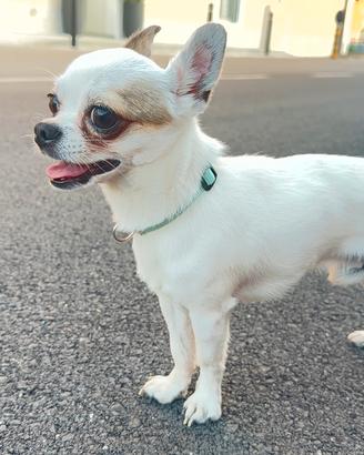 Chihuahua maschio