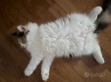 Gatto persiano