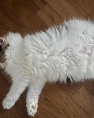 Gatto persiano