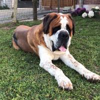 Disponibile maschio san bernardo per monta