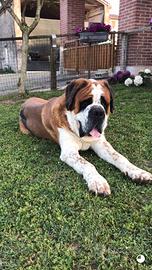 Disponibile maschio san bernardo per monta