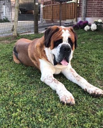 Disponibile maschio san bernardo per monta