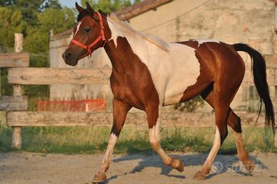 Puledra paint